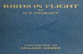 Birds in Flight 00 Py Cr