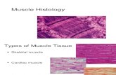 Lecture 10 Muscle Histology Titus