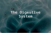 digestivesystem 02