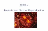 Topic 2 - Meiosis and Sexual Reproduction