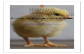 Raising Your Home Chicken Flock_FINAL_0