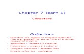 Enzyme Catalysis-Chapter 7 (Part 1)