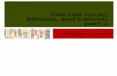 17 Cell Cycle, Mitosis, And Cancer Pt 2
