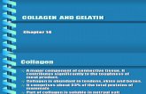 Collagen presentation
