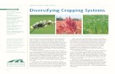 Diversifying Cropping Systems