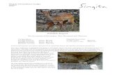 Singita Pamushana Wildlife Report November 2013