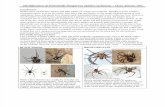 Identification of Potentially Dangerous Spiders of Kansas