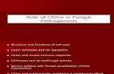 Fungal chitin review