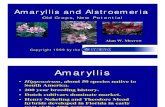 Amyrallis and Alstroemeria
