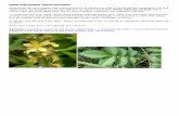 Foyaging - Edible Wild Grasses, Plants and Herbs - Unknown