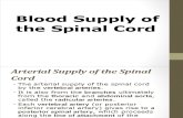 21 Blood Supply of the Cord
