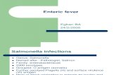 Enteric fever(Dr. B. Erghan)-R.ppt