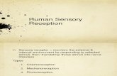 Human Sensory Reception
