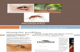 4 Mosquitoes 2013