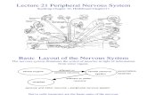 21 - Peripheral Nervous System