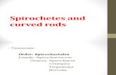 Spirochetes and Curved Rods