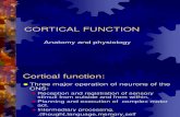 Higher Cortical Function 2006