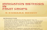 Irrigation Methods in Fruit Crops