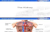 Topic 8_ the Kidney