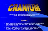 Cranium (2)