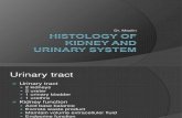 Histology of Kidney and Urinary System