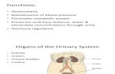 Histology - Urinary System