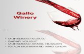 Gallo winery