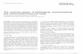 The Ruputure Spleen. a Hisological Morphometrical an Immunohistochemical Study