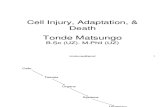 Cell Injury, Adaptation, & Death