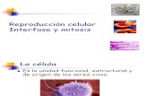 interfase y mitosis.ppt