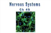 Ch 49 Nervous Systems
