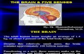 10 Brain Five Seneses