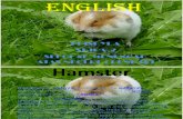 About Hamster
