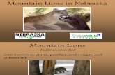 Mountain Lions in Nebraska PowerPoint