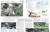 Wildlife Fact File - Birds - Pgs. 101-110