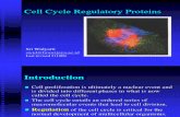 Cell Cycle Regulatory and Programmed Cell Death