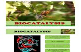 Chapter 14 Biocatalysis Hour 4