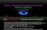 Drug resistant gram-negative bacteria
