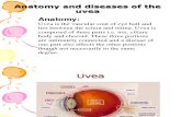Anatomy and Diseases of the Uvea