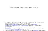 Antigen Presenting Cell