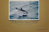Striped Dolphin Facts