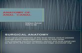 Anatomy of Anal Anal