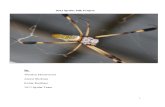 Spider Team Final Paper 2012