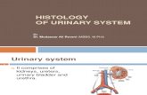 1st Lecture on the Histology of Urinary System by Dr Roomi