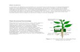 Plant Anatomy Week 1