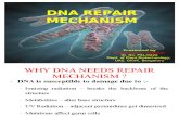 Dhanu DNA Repair