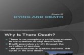Insel11e_ppt23 Dying Death