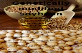 Genetically Modified Soybean-new