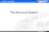 Sistem Saraf (Nervous System)