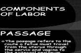 Components of Labor1
